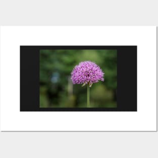 Lonely allium blooming Posters and Art